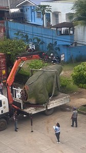 223K views · 1.4K reactions | Gidiskarga na ang gi donate na Simulation Model sa Dinosaur gikan kang Mr. Jaime Pipoll nga ania karon dapit sa may Ormoc New Public Library. #OrmocCity #CityofBeautifulPeople #iamOrmoc | IamOrmoc | Facebook