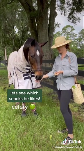 My Horse World Club on TikTok