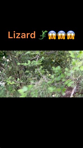 128K views · 827 reactions | Monty Lizard 年 #lizards #montylizard #reelsfbシ | Sheri Malang | Facebook