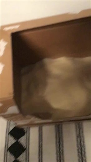 Morning ￼poop for Skye ￼