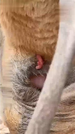 Kangaroo Pregnancy Facts 🤯 | Only 30 Days Pregnancy! #shorts