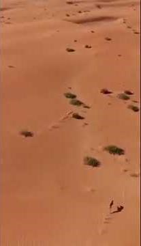 Saluki dogs chasing rabbit