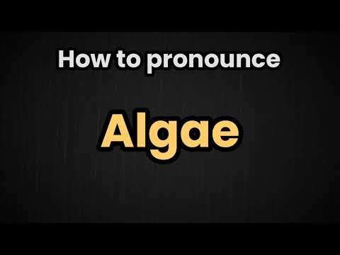 Algae Pronunciation | How To Say Algae