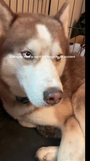 Josh Allen lover (@levi.slager)’s videos with original sound - UrLocalMississippian Andrew