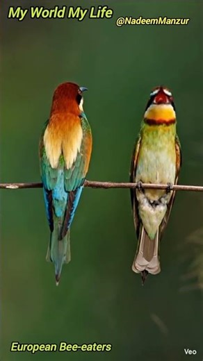 European Bee-eater 🐦#beeeater #european #beautifulbirdsintheworld #youtubeshortsfeed #birds