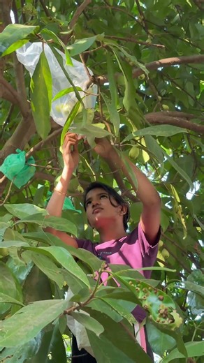 ഇതാണ് പനിനീർ ചാമ്പക്ക🤤ഇത് കഴിക്കാൻ തന്നെ എന്തൊരു അനുഭൂതി ആണെന്ന് അറിയോ ❓