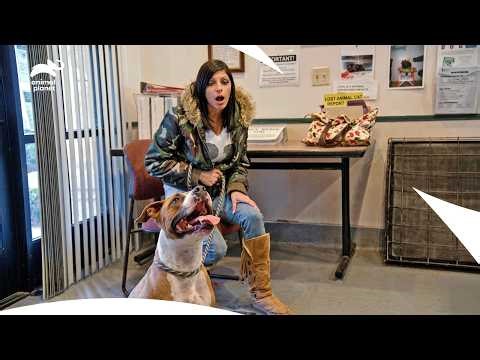 Will The Freezing Temperatures Kill The Dogs? | Pit Bulls & Parolees S1 E3 | Animal Planet India