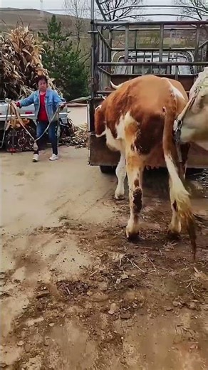 Daily life diary of a rural cattle farmer #641