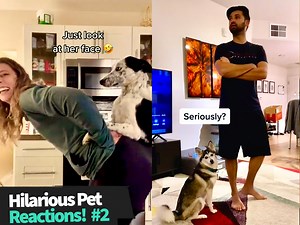 51K views · 711 reactions | These pet reactions are actually hilarious  | Animal Antics | Facebook