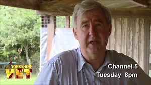 9.6K views · 518 reactions | On Tuesday night’s show, Peter makes the short trip to his neighbour’s farm where there’s a worrying problem for him to deal with. One of the Hebridean sheep is sick with an unpleasant condition called flystrike – her foot’s infested with maggots. Peter thinks there could also be a secondary infection and knows it will be touch and go. Brand new The Yorkshire Vet – Tuesday at 8pm on Channel 5. | The Yorkshire Vet | Facebook