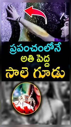 ప్రపంచంలోనే అతి పెద్ద సాలె గూడు ఇదే ! world's biggest spider web found in Greek | #shorts