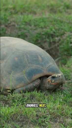 5 FASCINATING FACTS ABOUT turtle