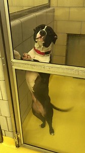 13K views · 894 reactions | Update: Belle was adopted! Thanks to all who shared! Belle (A1015104) is getting a head start on attracting adopter attention while she’s watching our staff do their morning cleaning. The other dogs might be taking a nap or chewing a toy but Belle is ready! She’ll be right here, wagging her tail, waiting to meet you when we open at 11 a.m. today! | Dallas Animal Services and Adoption Center | Facebook