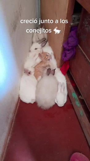 Videos de Ling Melgar (@lingkatherinemelg) con “Funny Song - Sounds Reel & Funny Song Studio & Thomas Hewitt Jones”