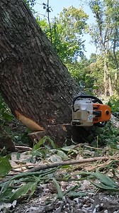 398K views · 2.2K reactions | Sometimes the hinge is not for the directional fall but to keep me from getting pinched and allows me to cut a very heavy hard leaning tree as safely as possible | Boys In The Woods | Facebook
