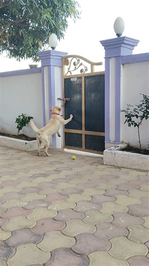 Dog Barking🤬🐾 #labrador barking sound #shorts #part 74