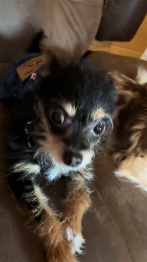 Breathable Dog Overalls for Fashionable Pets