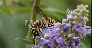 European wasp, foraging and pollinating Vitex flowers, Southern France