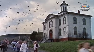 HEADS UP ~ Swooping Magpie Season in the Blue Mountains: A Survival Guide The Blue Mountains are renowned for their pristine beauty and stunning landscapes. However, if you happen to visit during the spring months, you might encounter a unique Australian phenomenon – swooping magpie season. While magpies are charming and intelligent birds, they can become quite protective during their breeding season. Here's what you need to know to enjoy the Blue Mountains while staying safe from swooping magpi