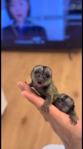 6.5K views · 107 reactions | pygmy monkeys also known as marmosets they’re the mostly kept monkeys as pet friendly with other animals and fun to be with #pygmymarmoset #fingermonkey | Pygmy marmoset | Facebook