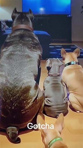 They all scatter, and one stays and watches the movie