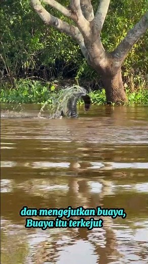 buaya yang percaya diri#animals #crocodile #leopard