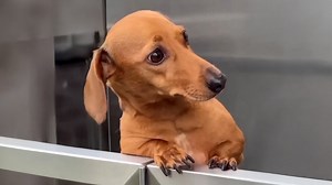 Comedian dog entertains humans nonstop at home today