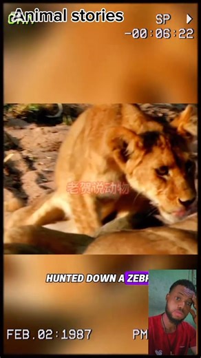 The lion cub was paralyzed and cruelly abandoned by his family. #lions #animals #foryou #people | Animals stories
