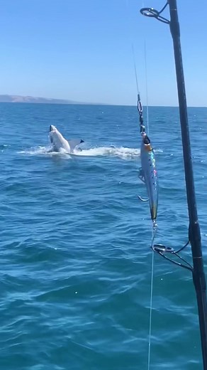 Shark ID? Taxman's Spectacular Show - Check Out the Video!