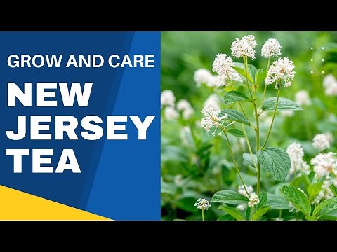 Growing and Caring for New Jersey Tea: A Native Perennial Guide