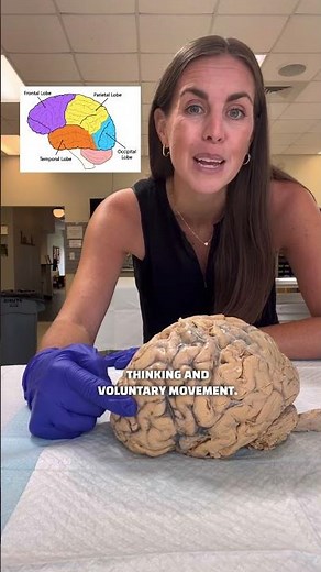 🧠 The Human Nervous System! 🧠 #anatomy #humanbody #brain #science #scienceteacher