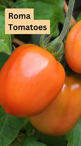 1.6K views · 32 reactions | Roma tomatoes - These are determinate...
