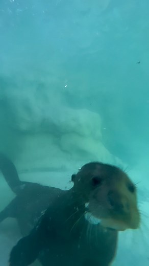 2.6K views · 108 reactions | You otter know: due to giant river otters’ size and strong swimming capability, they are successful in competing for prey with black caimans and jaguars in the wild. They prefer fish that remain still on the bottom of clear rivers, and they chase prey rapidly and tumultuously, with twists and dives in the water. #tmyk #dyk | Jacksonville Zoo and Botanical Gardens | Facebook