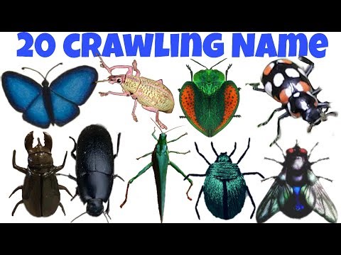 Learn Crawling Name in Hindi and English with Pictures Video with pictures