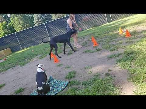 Wonder cavaletti training