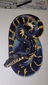 3.5K views · 65 reactions | Un serpent mythique (Simalia boeleni) dessiné avec art  An artistically drawn mythical snake (boelens python)  #loeilducelte #guafam #dessiner #dessin #art #serpent #snake #draw #drawing | L'oeil du celte | Facebook