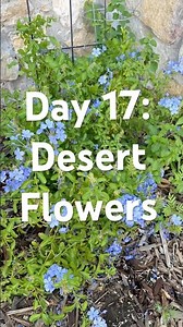 Easy to grow and maintain drought tolerant flower #plumbago #gardening #desertgarden