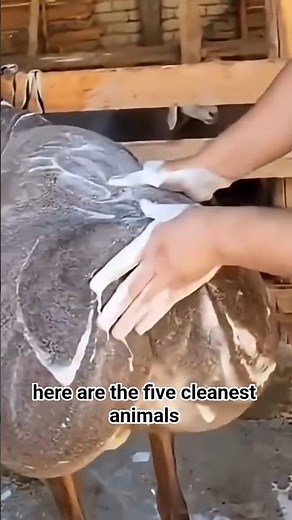 The 5 Cleanest Animals On The Planet