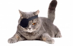 Visually Impaired Cats: 7 Ways to Make Their Lives Easier