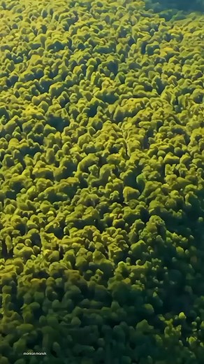 170K views · 3.7K reactions | Ocelot Kucing Tutul Si Pemburu Malam Hutan Belantara!! Dokumenter pendek ini mengungkap gerak senyap ocelot dalam berburu, bertahan, dan menjaga perannya di ekosistem hutan tropis. #hewan #ocelot #kucingtutul #alamliar #reels | Toni sanie | Facebook