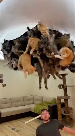 Ceiling Sags… and Hundreds of Cats Suddenly Fall Out 😳🐈💥