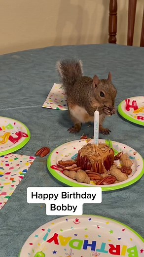 Fiesta de Cumpleaños del Ardilla Bobby