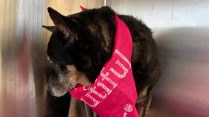 1.6K views · 41 reactions | Help in need for sweet Pressious #A1151550 Shelter has sent a new plea !!! She is a 10 y old sweet terrier mix ‼️‼️ Medical plea states the following - “very sweet geriatric/arthritic pet with heart murmur and possible hip dysplacia needing rescue/foster asap;” Pledge for her urgent rescue !!! The clock is ticking for this beautiful baby  | Urgent Dogs and Cats of Miami | Facebook