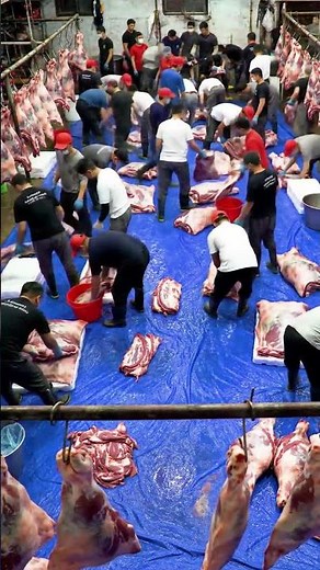 proses pemotongan daging sapi
