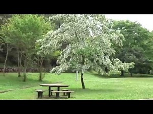 錦織公園 なんじゃもんじゃの木 大阪