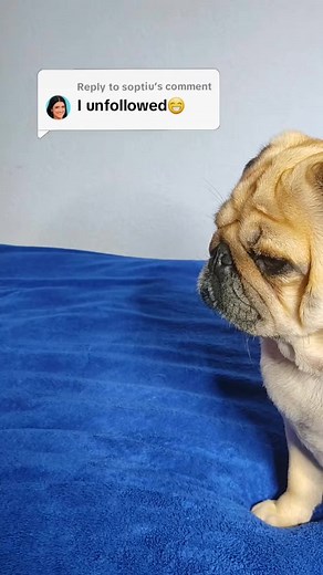 Emotional Goodbye: Pug Dogs Say Farewell to Owners