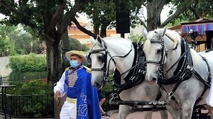 Fred and Grady are back - and are getting ready to take part in a special moment at EPCOT. From overseeing the care and development of our horses to transporting them safely to and from appearances across Walt Disney World Resort, the Ranch Hand team plays a vital role in making sure these incredible animals remain the Happiest Horses on Earth - both onstage and off. 🐎✨ #AnimalCareAppreciation #FortWilderness #TriCircleDRanch #DisneyAnimals #CaringForDisneyAnimals #DisneyJobs #DisneyCastLife #H