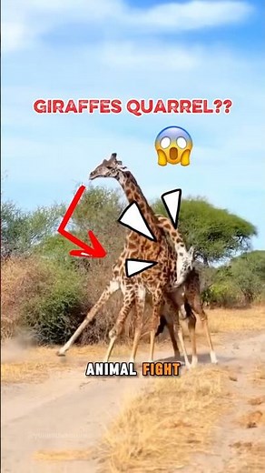 ‼️You Won’t Believe How Giraffes Fight Each Other! 🦒