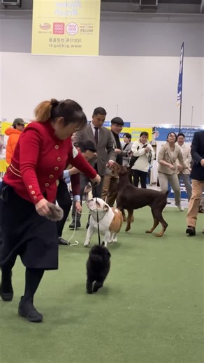 Akihiro Shimomura on Instagram: "KOREA Premier Dog Show Day2 ベスは今日も頑張りました〜✌️ @monamour0625 #affenpinscher #アッフェンピンシャー #KOREA #dogshow #🇰🇷"