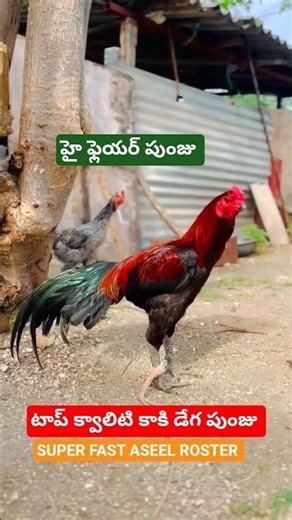 HEAVY RANGE ROSTER || మంచి కాకి డేగ పుంజు || #SYEDFARMS